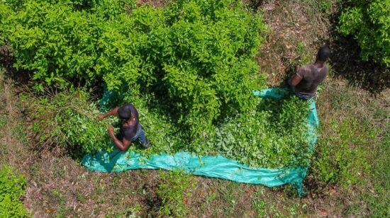 Recolectores de hoja de coca trabajando en un campo cerca del municipio de Olaya Herrera, departamento de Nariño, Colombia. Foto del 12 de mayo de 2023. 