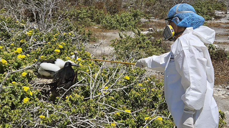 Preocupación en Galápagos por casos positivos de gripe aviar
