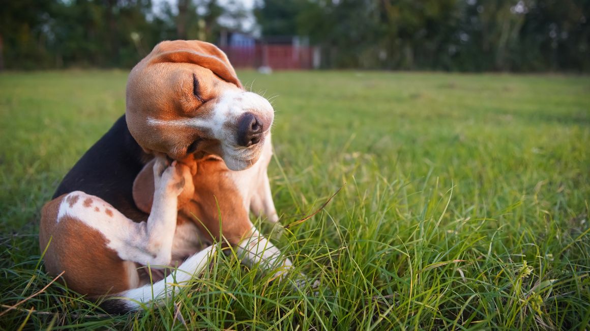 Beagle rascándose en un parque