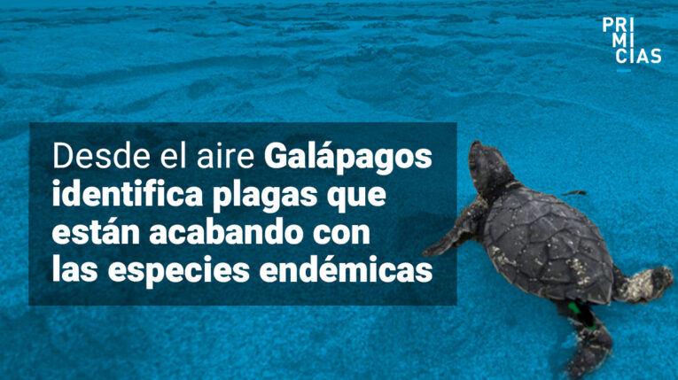 Investigadores rastrean con drones especies invasoras en Galápagos