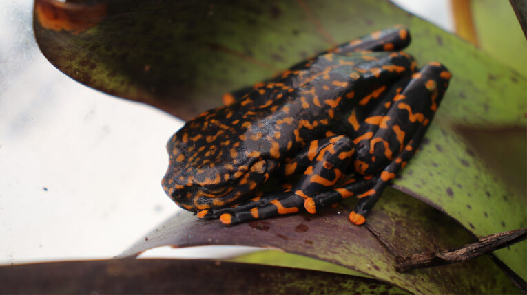 Ecuador tiene una nueva especie de rana en los bosques húmedos