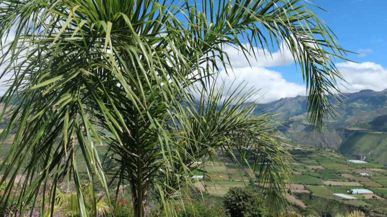 'Montaña de luz' santuario de palmas que espera a las aves en Imbabura