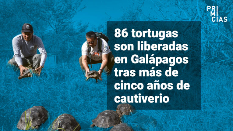 86 tortugas regresan a su hábitat en Galápagos tras vivir en cautiverio
